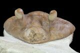 Rare, Asaphus Holmi Trilobite - Russia #74041-4